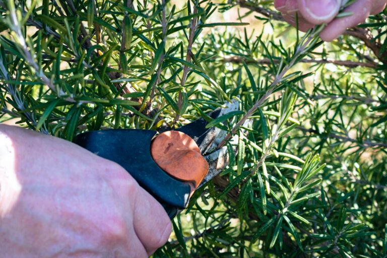 Boutures d’automne : le substrat trempé et la coupe sous un nœud