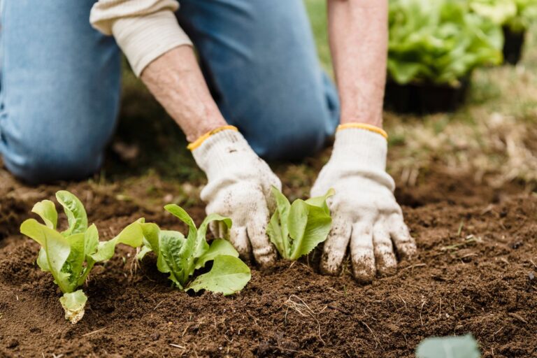 Un trou dans la haie ne signifie pas toujours qu’il faut tout replanter