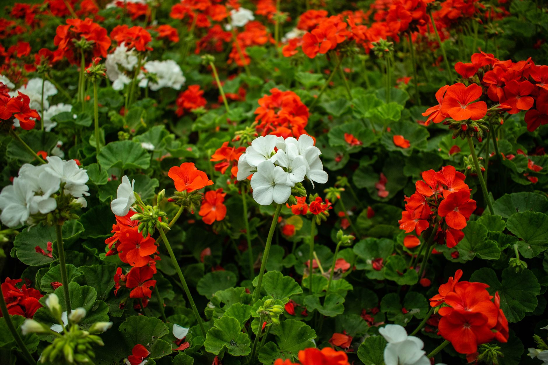 Géraniums en été, retirer la hampe fanée relance les fleurs